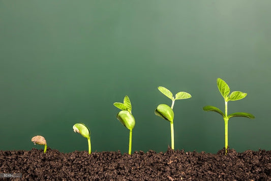 The Green Revolution
