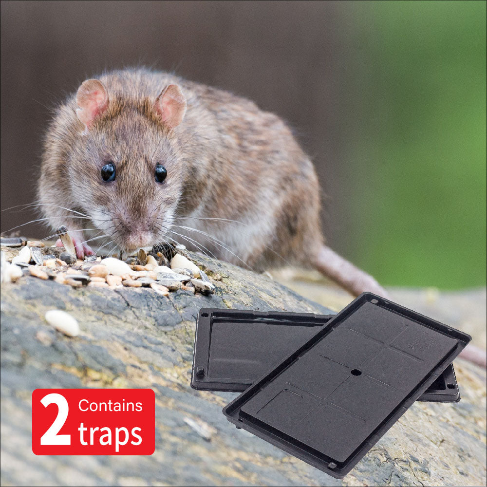 RODENT GLUE TRAP