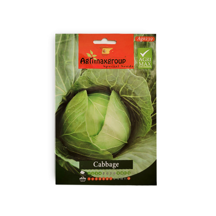 Cabbage