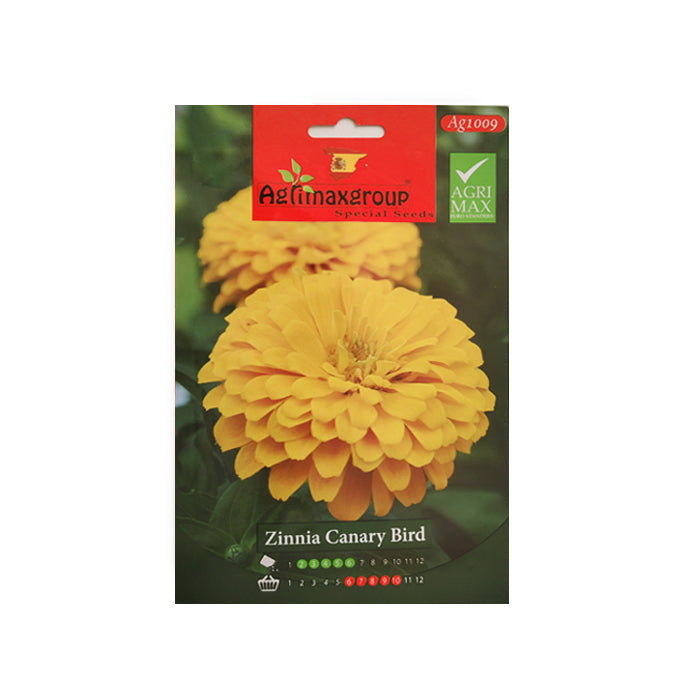 Zinnia Canary Bird