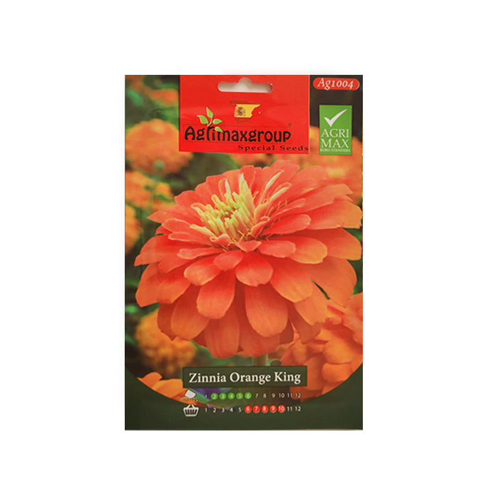 Zinnia Orange King