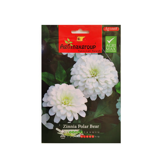 Zinnia Polar Bear