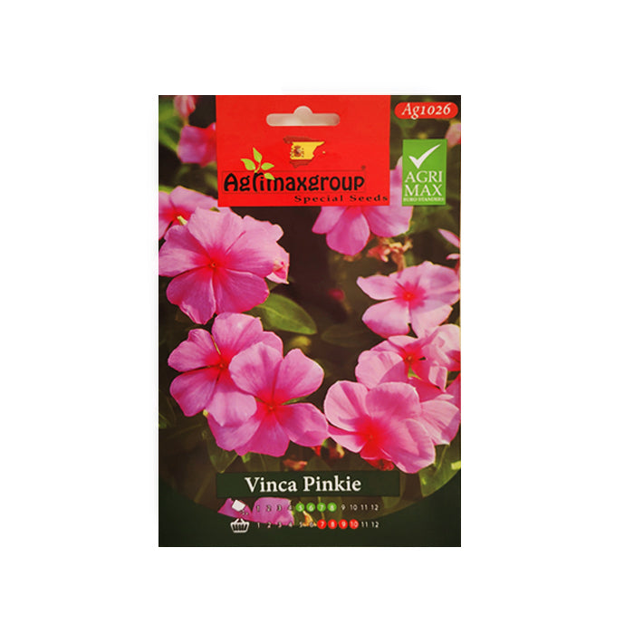 Vinca Pinkie